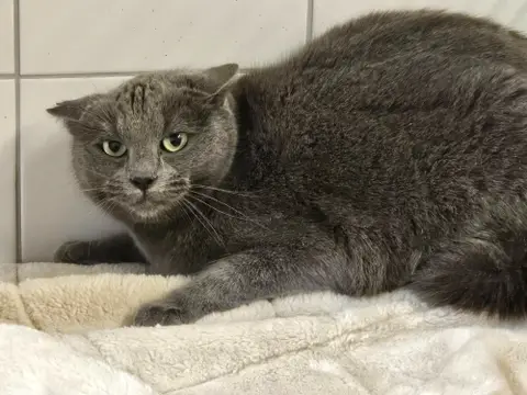 EBONY