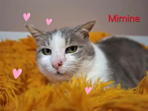 Mimine