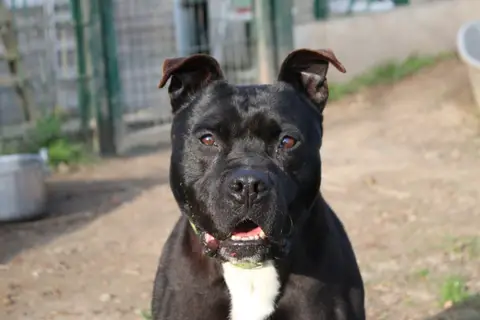 MOWGLI photo 3