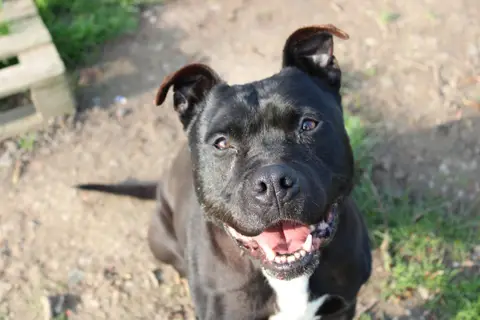 MOWGLI photo 4