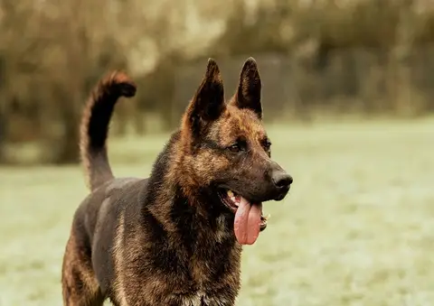 SARABI photo 5