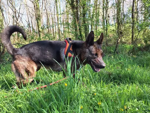 SARABI photo 10