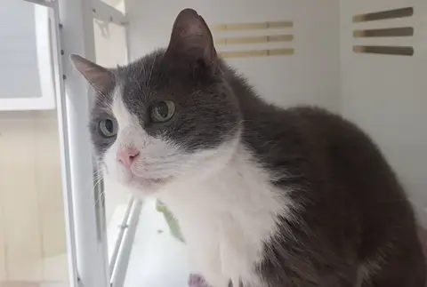 COCO