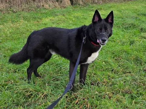 Baloo photo 2