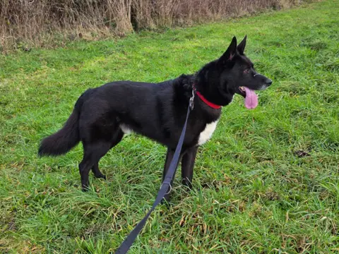Baloo photo 3