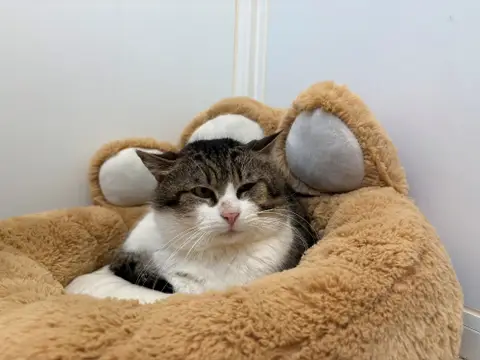 TIGROU