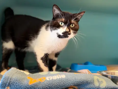 ONYX photo 3