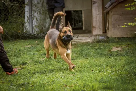 Rocket photo 16