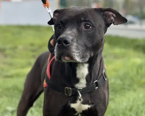 TYSON