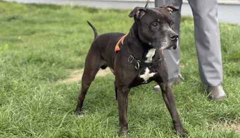 TYSON photo 2