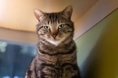 GUS A17319