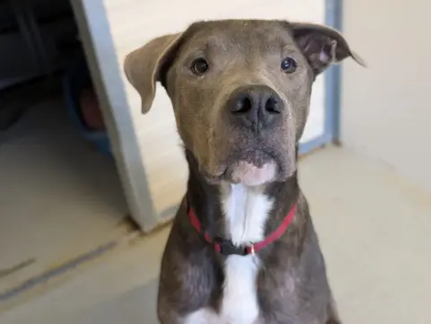 TYSON