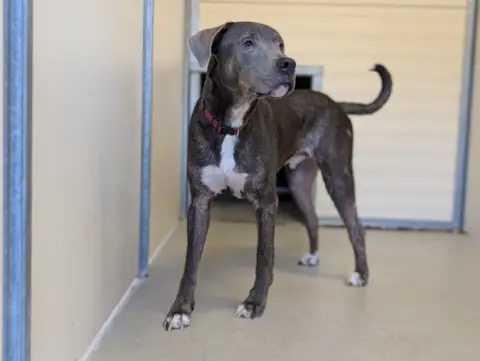 TYSON photo 2