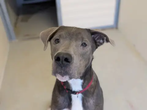 TYSON photo 4