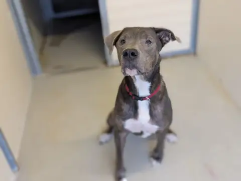 TYSON photo 5