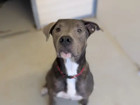 TYSON photo 6