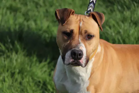 TYSON