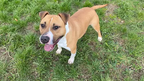 TYSON photo 2