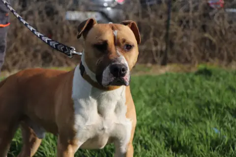 TYSON photo 3