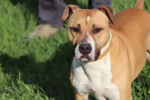 TYSON photo 4