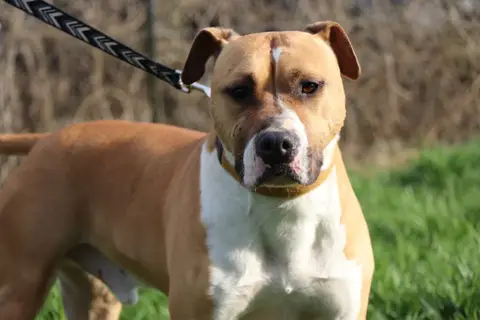 TYSON photo 5