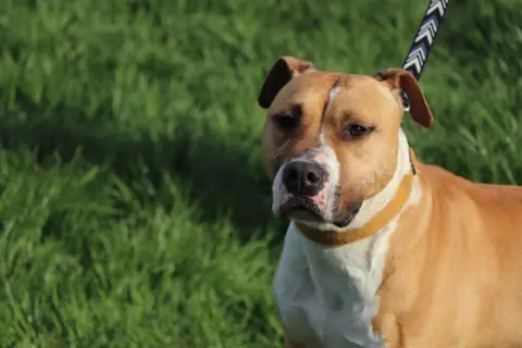 TYSON photo 6