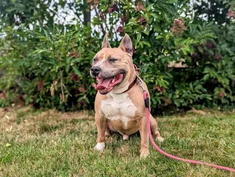 TITI