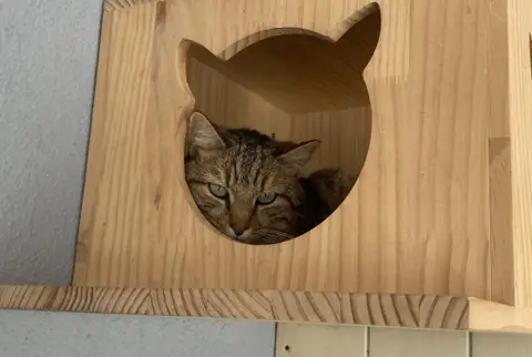 TAMINO