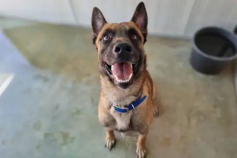 Simba