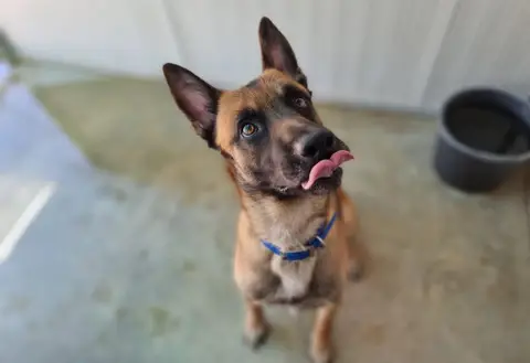 Simba photo 2