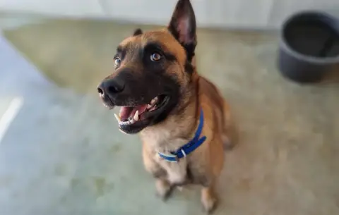 Simba photo 3