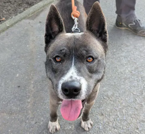 TYSON