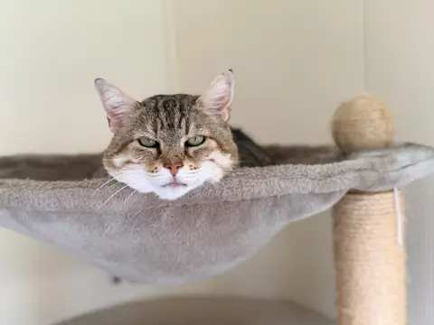 LYNXOU [FIV+]