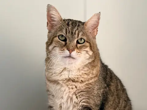 LYNXOU [FIV+] photo 2