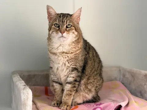LYNXOU [FIV+] photo 3
