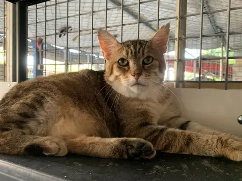 LYNXOU [FIV+] photo 7