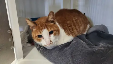 GASTON
