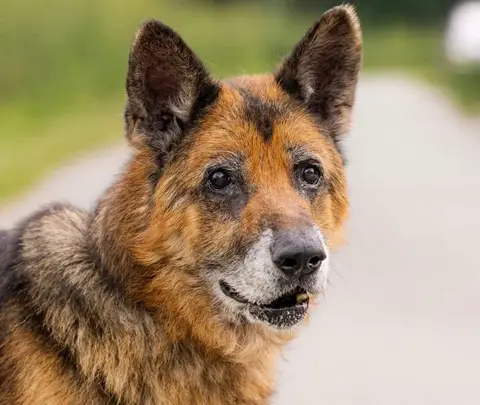 RAYSON SOS URGENT