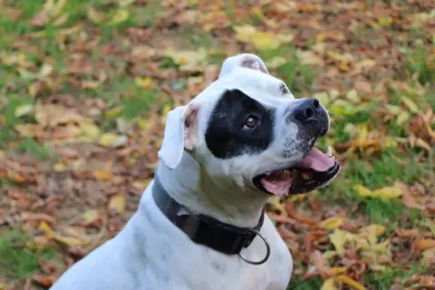 TYSON photo 2
