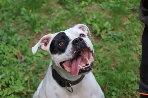 TYSON