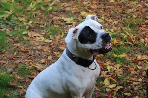 TYSON photo 3