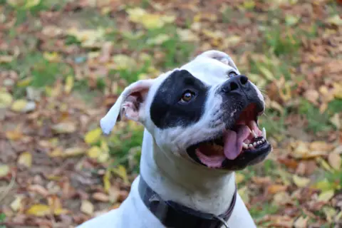 TYSON photo 4