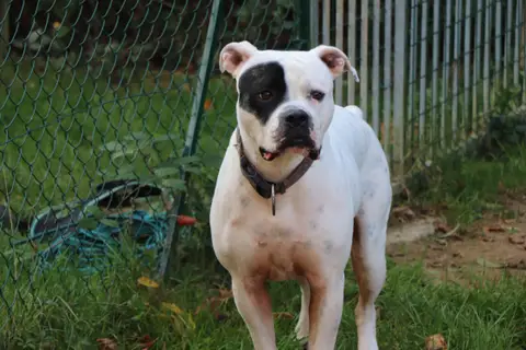 TYSON photo 5
