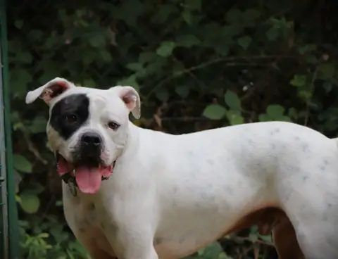TYSON photo 6
