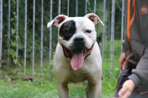 TYSON photo 7
