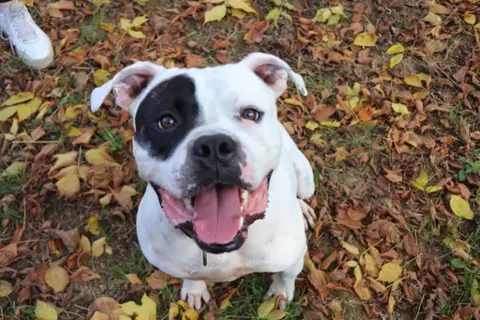 TYSON photo 8