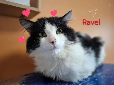 RAVEL