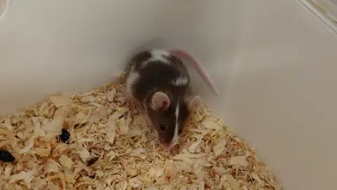MARTINI