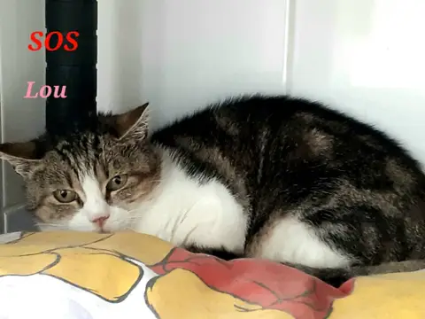 LOU A17382 photo 7
