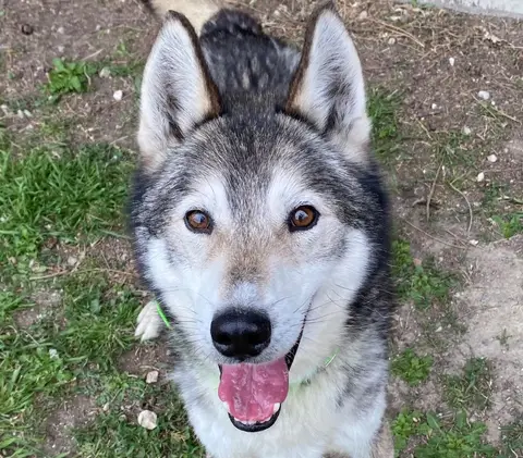 Wolf photo 2